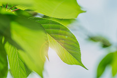 Sustainability